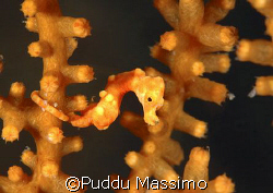 orange pigmey sea horse,manado,nikon d2x 60mm macro by Puddu Massimo 